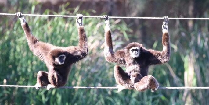 World Gibbon Day