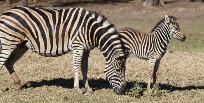 Taronga Western Plains Zoo welcomes Zebra foal