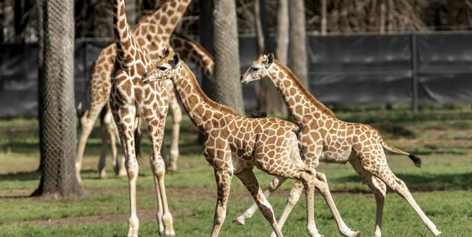 Giraffe calves pass one month milestone