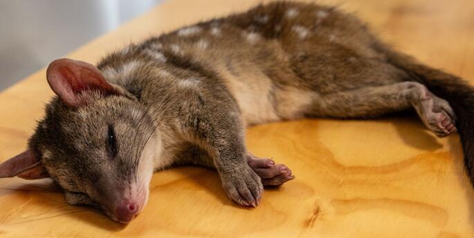 Endangered Quolls Ready for the Wild