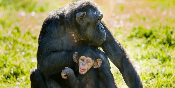 World Chimpanzee Day 2020