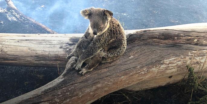 Taronga calls for urgent help to save Australia's koalas