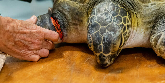 Injured turtle