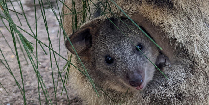 A full Quokka pouch