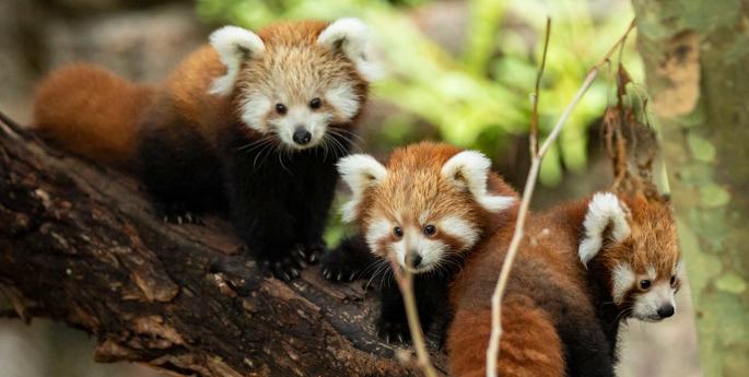 Taronga tickled pink by birth of three rare Red Panda cubs