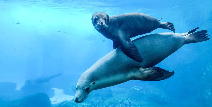 The powerful message behind Taronga's Seal Show