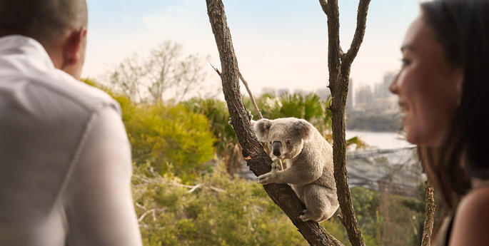 Wake up with a koala