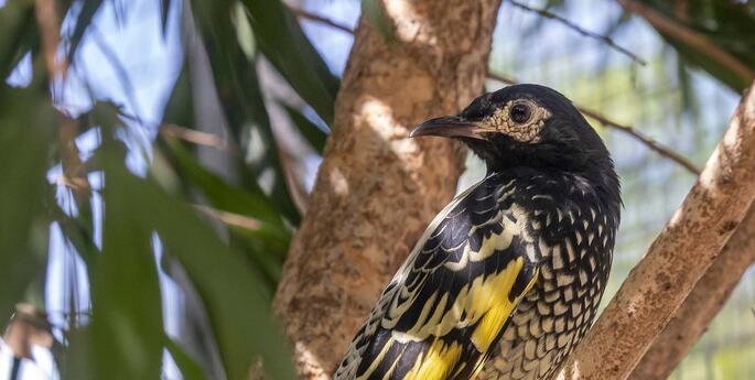 Rare bird now on display