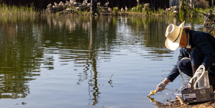 Rescued Fish Thrive at Lion Pride Lands