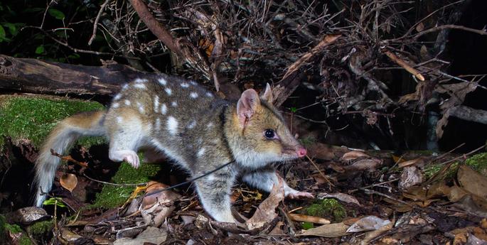 A second chance for the eastern quoll