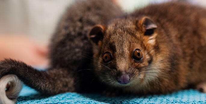 Orphaned possum joeys become a new family