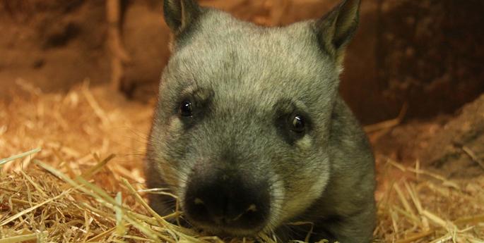 Taronga Zoo announces birth of wombat joey
