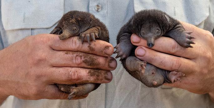 Taronga Zoo Sydney celebrates rare birth of echidna puggles