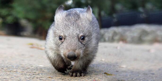 Watch out for wildlife these school holidays