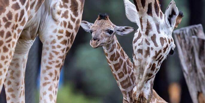 New babies on the way on World Giraffe Day