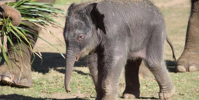 Raise your trunks! Dubbo's Elephant calf has a name
