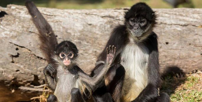Spider Monkey babies growing up