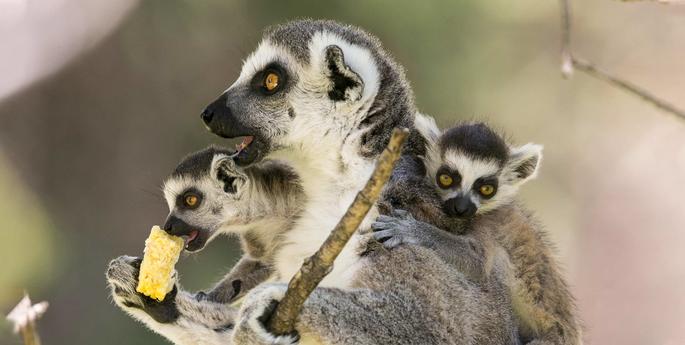 Zoo sees double with Ring-tailed Lemur twins