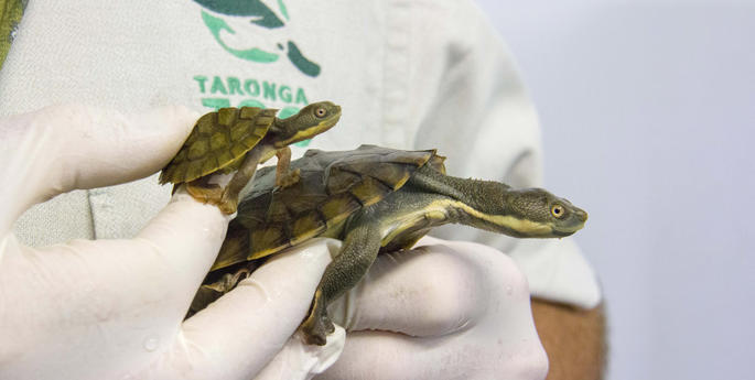 Tiny turtle hatchlings signal success for NSW breeding program