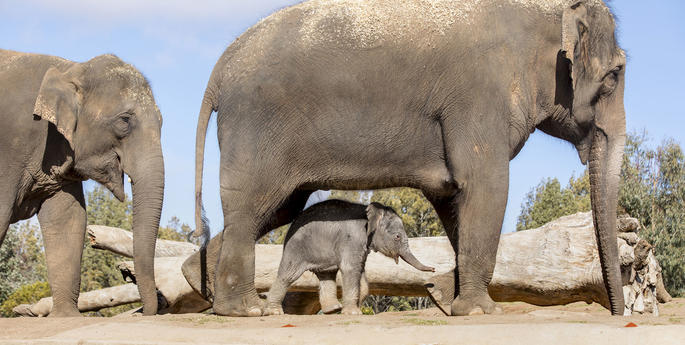 Elephant calf birth heralds future breeding success